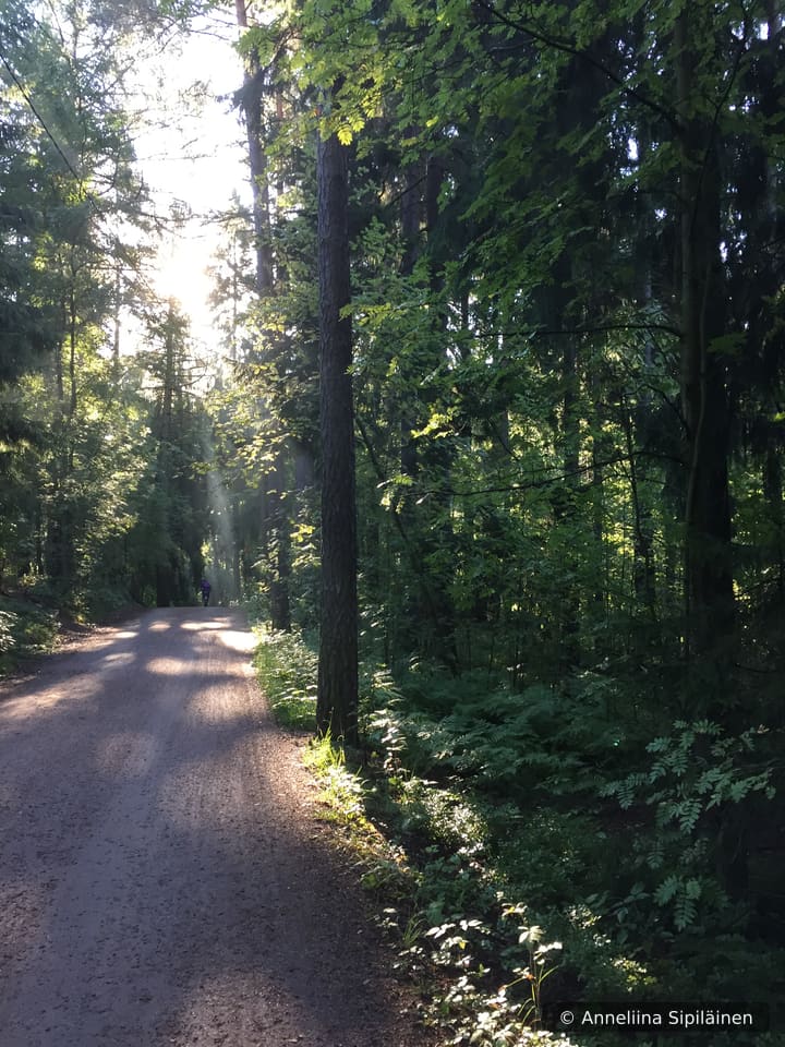 An easy part of a trail with a maintained walking path.