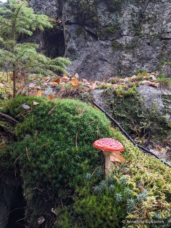 A bright red fly agaric on a deep green moss bed with yellow autumn leaves on the background.