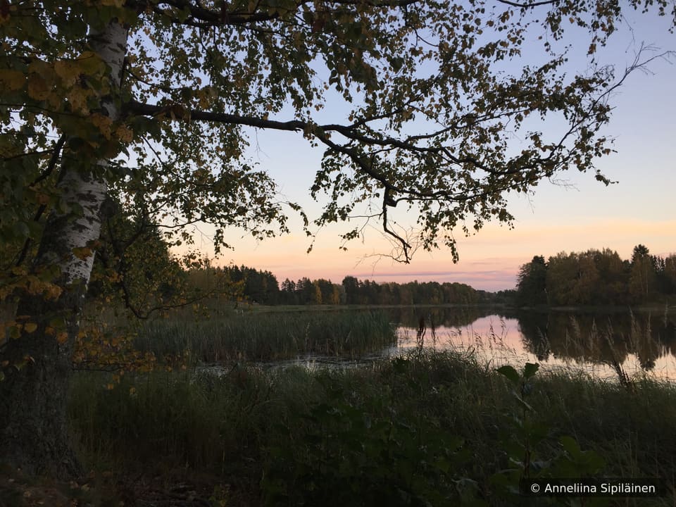 Birch brances hanging on still river water on a late summer evening with a hint of red sky meaning the white night is about to turn dark.