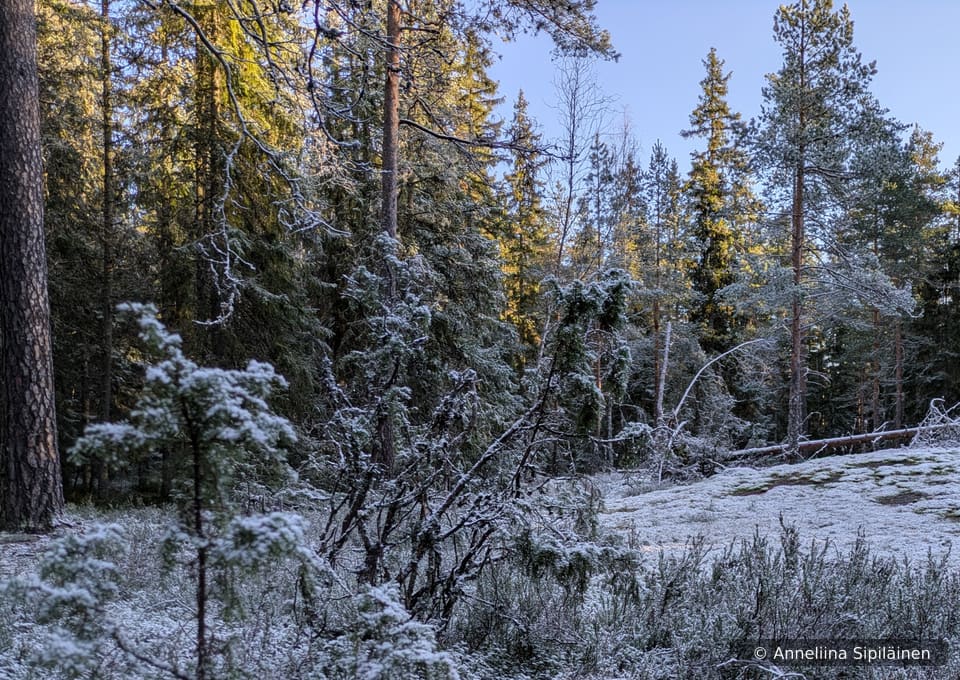 Snowy treetops in February sun