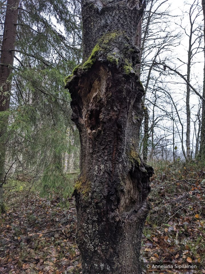 A tree trunk where one can imagine a howling face.