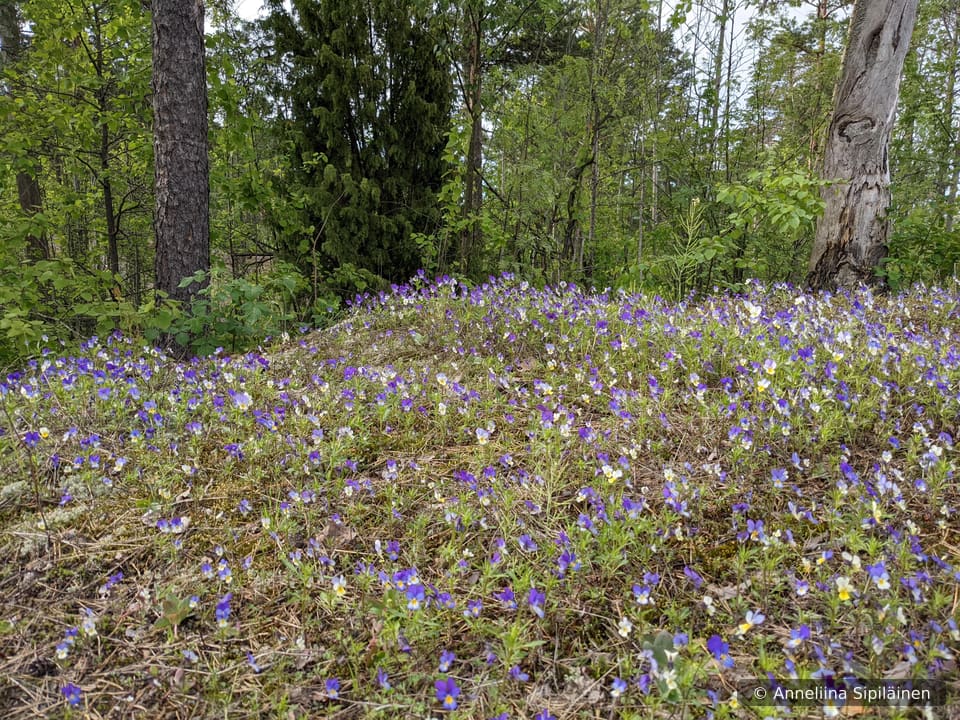 A field of blossoming wild pansies (viola tricolor) on a forest clearing in the spring