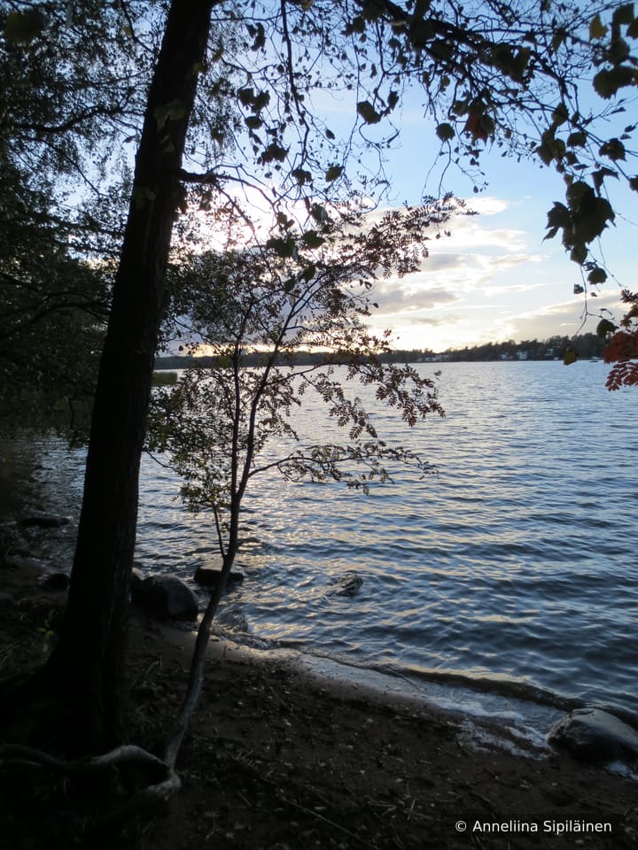 Lake shore in a summer/autumn evening with branches of a tree on the water