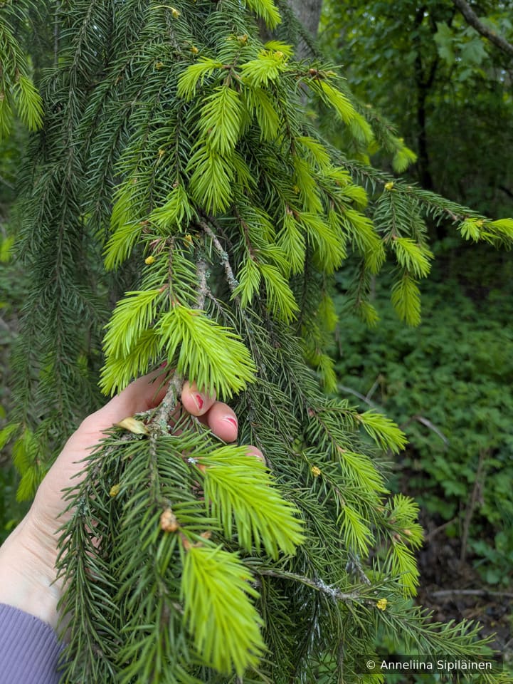 Young light green tips of the Finnish forest spruce (picea abies) held by a woman