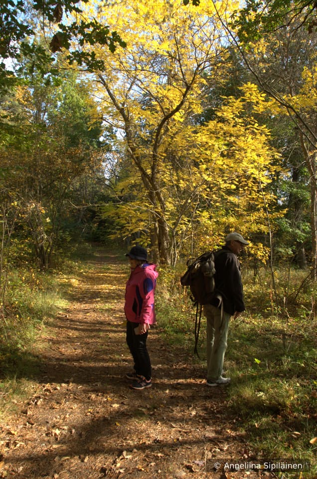 An elderly woman and a man standing on autumn yellow trees sun lit path looking at their surroundings