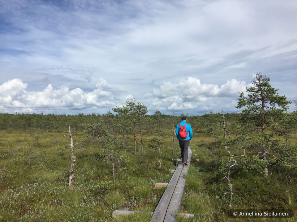 A man walking on swamp duckboards on an open Lapland scenery like bog