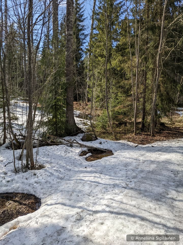 A sunlit spring forest of birch and spruce with patchy melting snow underfoot. A single deer stands in the middle distance, left of centre, facing the camera against the brown bracken.