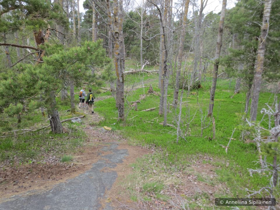 Path descending into a light green sea of lilies of the valley (Convallaria majalis)