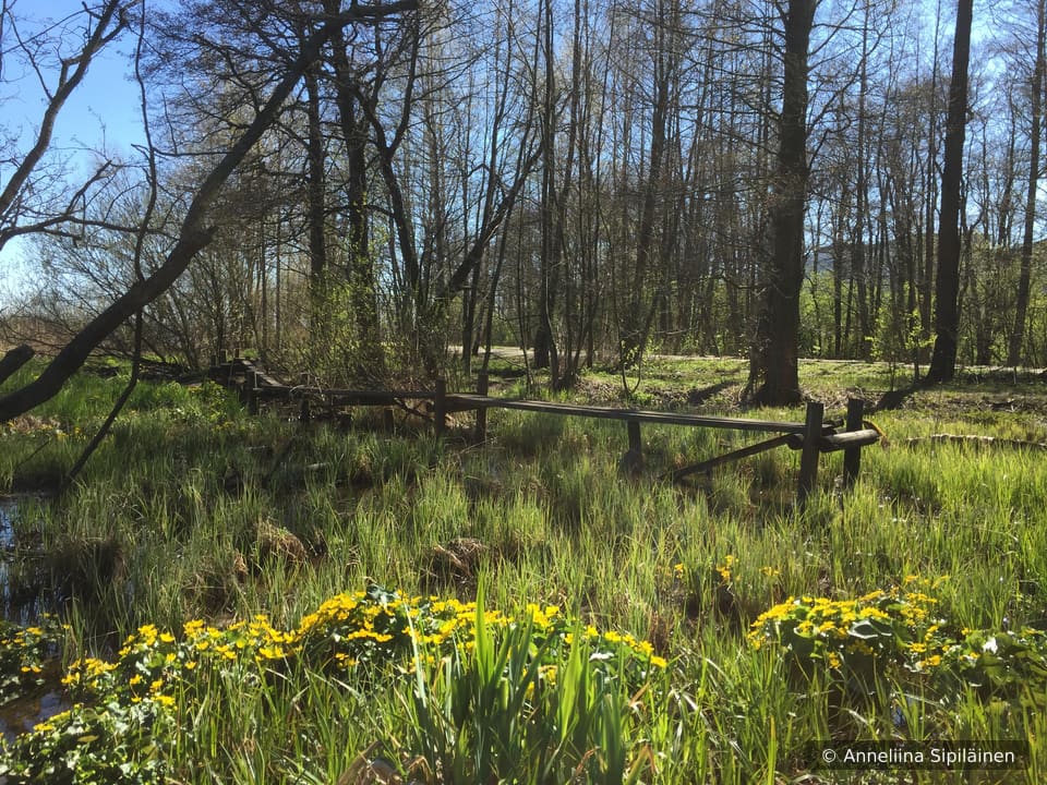 Marsh marigolds (Caltha palustris) blossoming in large quantities by duckboards