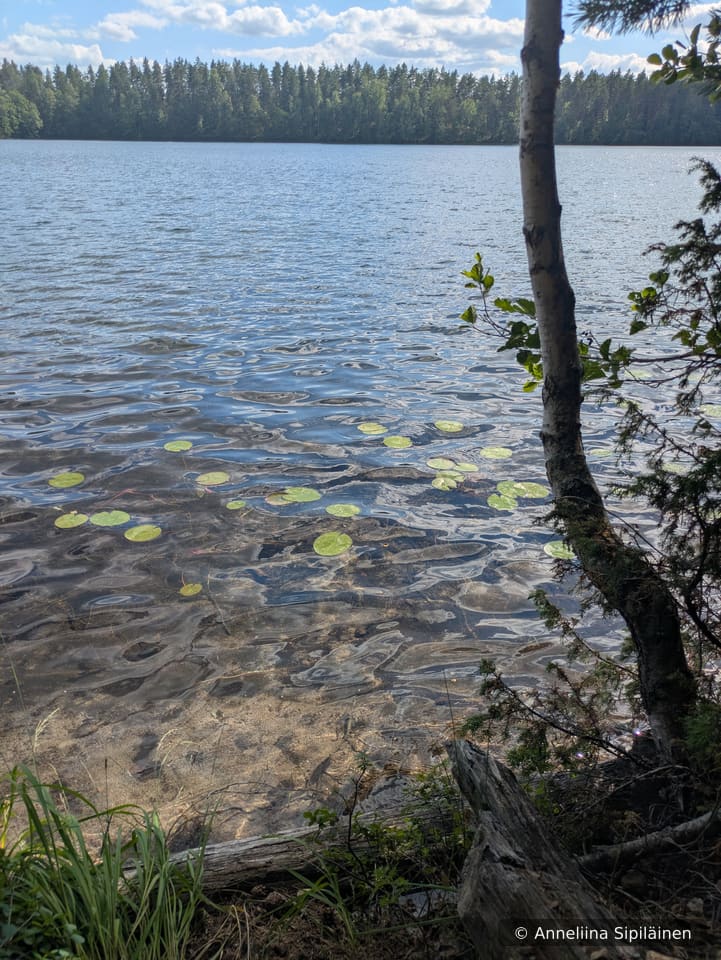 Chrystal clear lake water with water lily leaves and visibility to the lake bottom in shallow water.