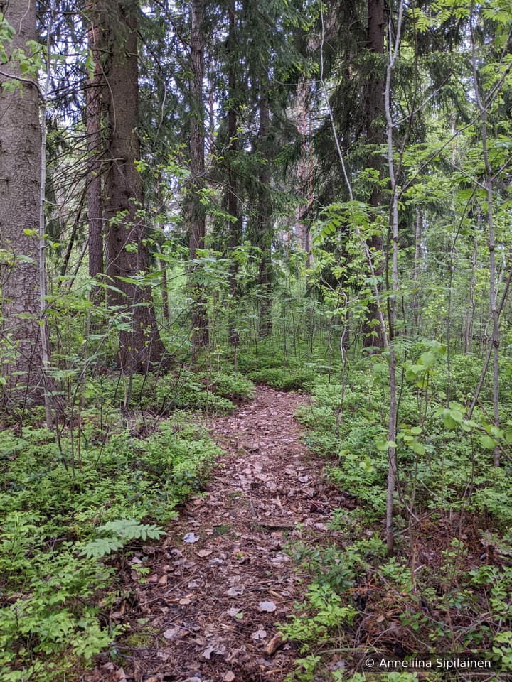 A dry forest path surrounded by hundreds of shades green while shrubs and trees come back to life in the spring