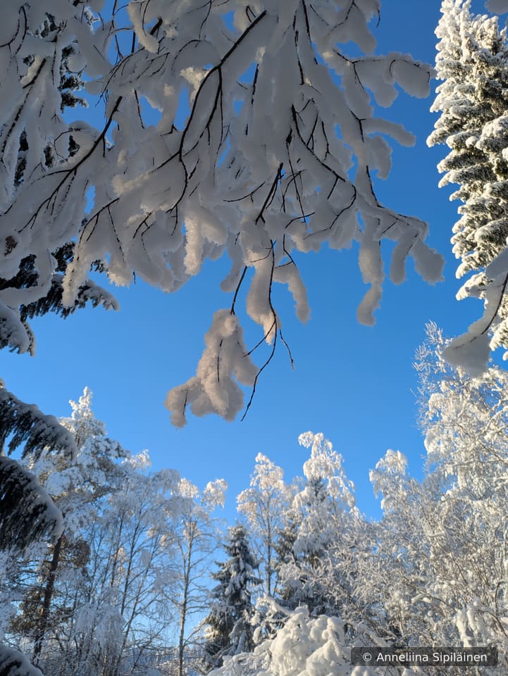 Snowy white branches and tree tops bathing in sun and magnificent blue sky