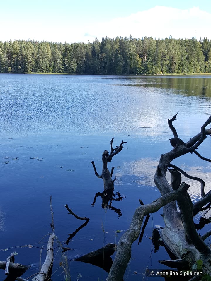 Still lake reflecting a wall of forest and pale sky, with a human like tree skeleton rising from the shallows.